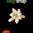 leafsnap-1